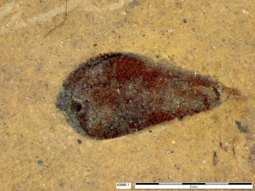 Tracheophyta