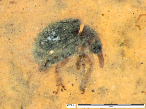 Genus sp