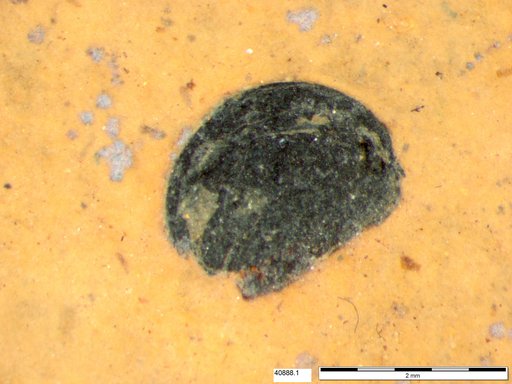 Tracheophyta