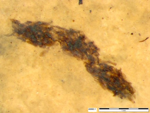 Genus sp