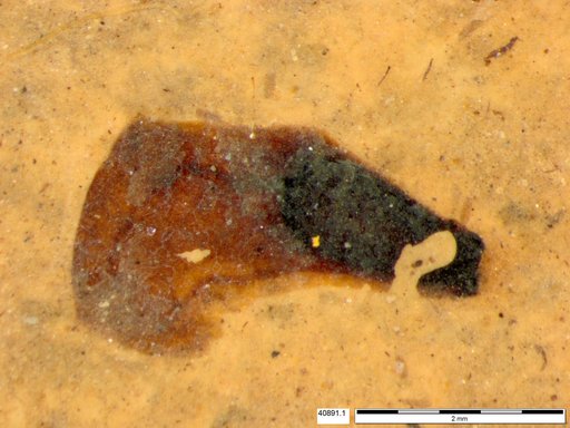Tracheophyta