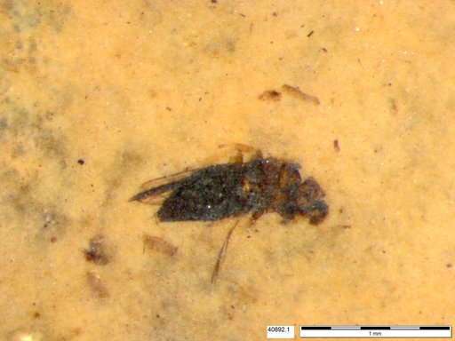 Genus sp