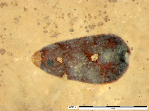 Tracheophyta