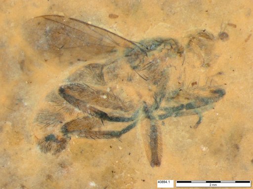 Diptera