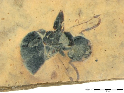 Formicidae