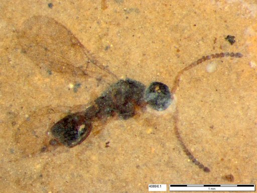 Genus sp.