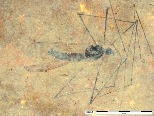 Diptera