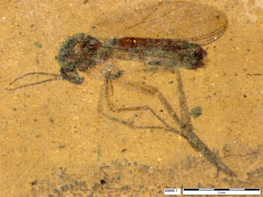 Diptera