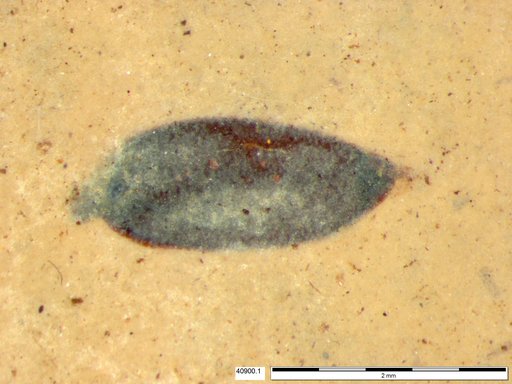 Tracheophyta