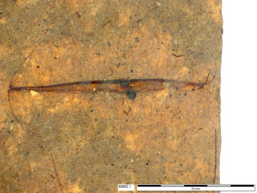 Tracheophyta