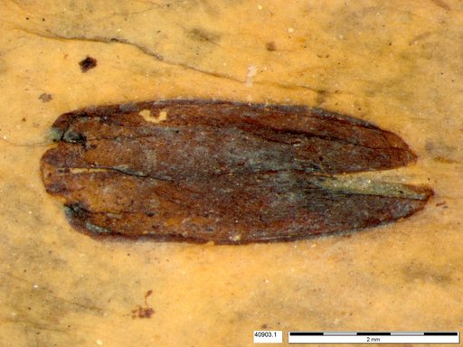Tracheophyta