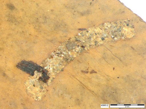 Genus sp