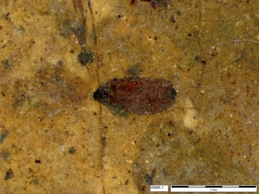 Tracheophyta