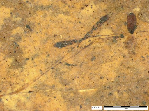 Tracheophyta