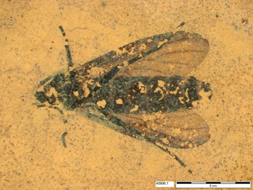 Genus sp
