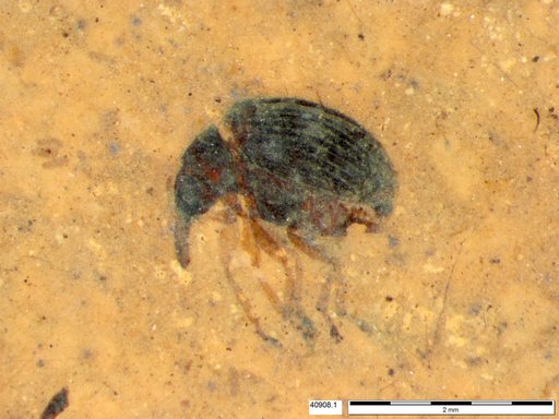 Genus sp