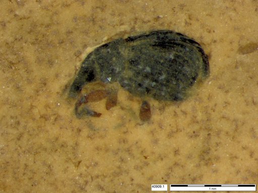 Genus sp