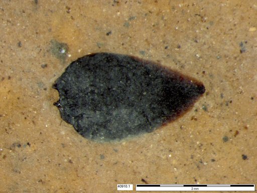 Tracheophyta