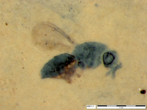 Genus sp