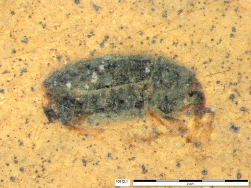Genus sp