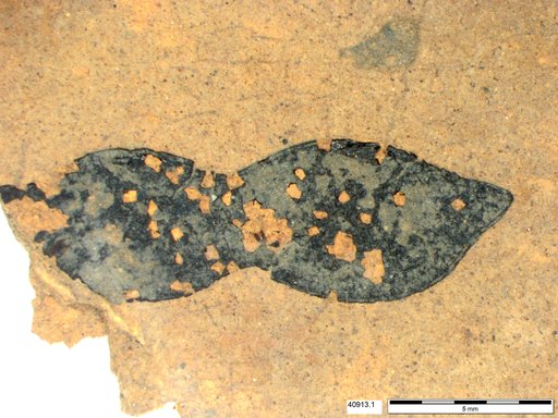 Tracheophyta