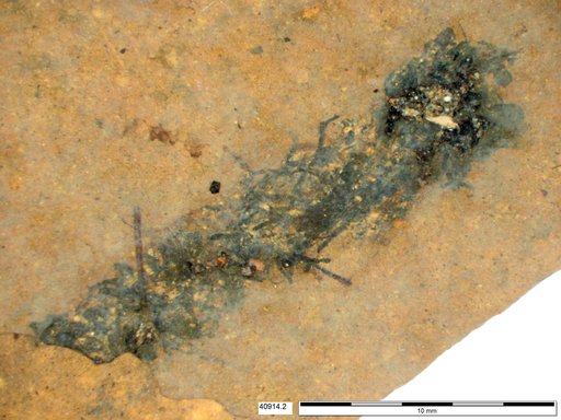 Genus sp