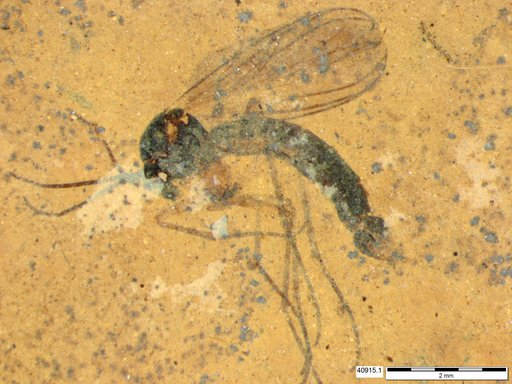 Mycetophilidae