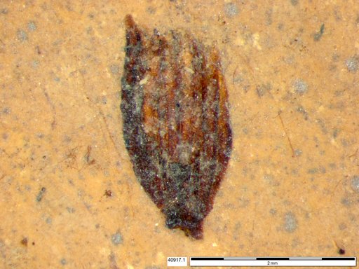 Tracheophyta