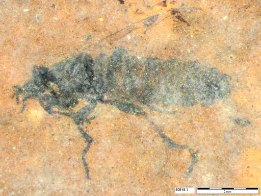Genus sp