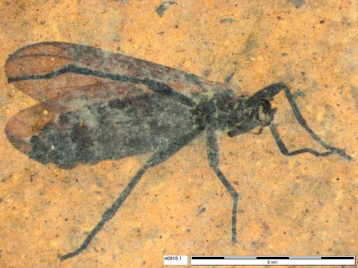 Genus sp