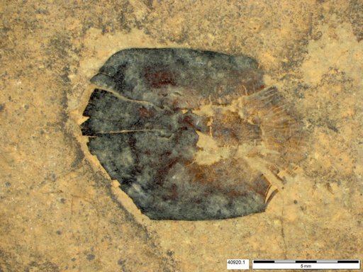 Genus sp