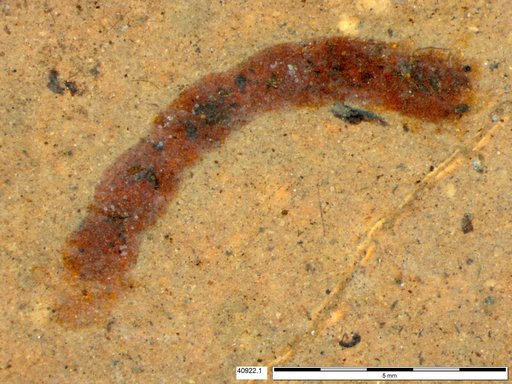Genus sp