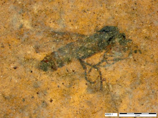 Genus sp