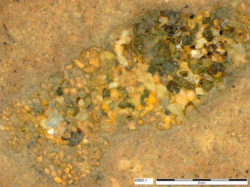Genus sp