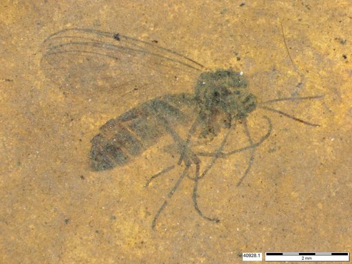 Diptera