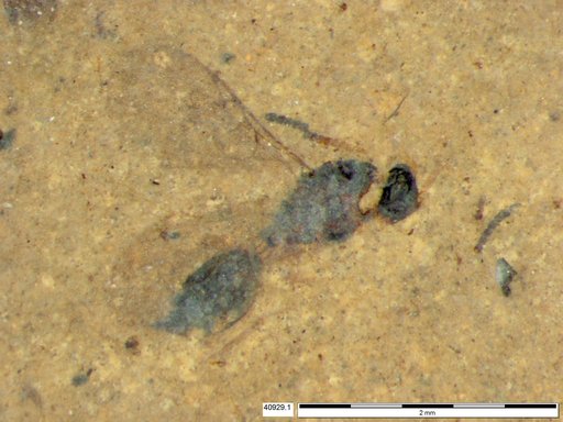 Diapriidae