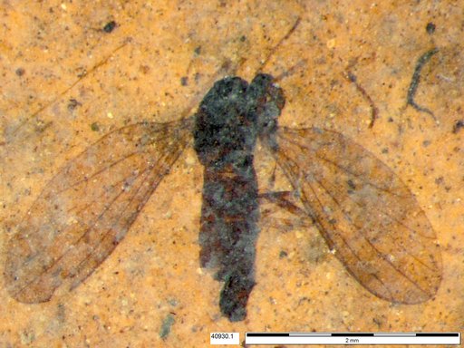 Diptera