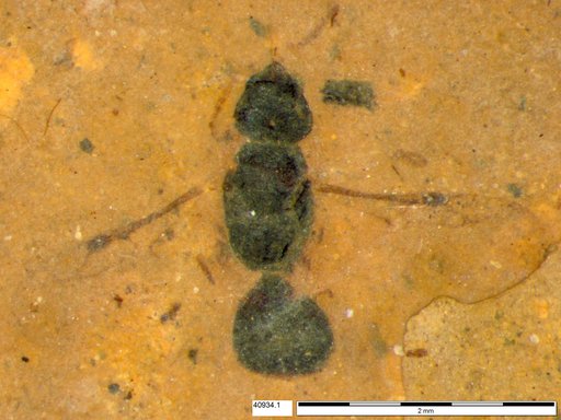 Braconidae
