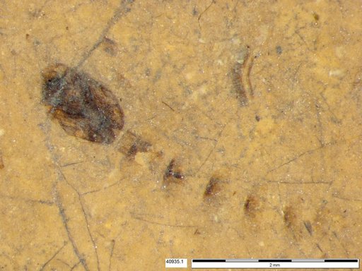 Genus sp