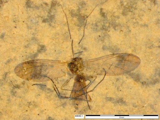 Diptera