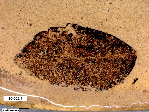 Tracheophyta
