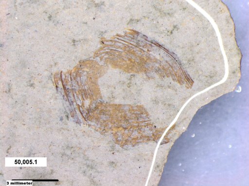 Genus sp