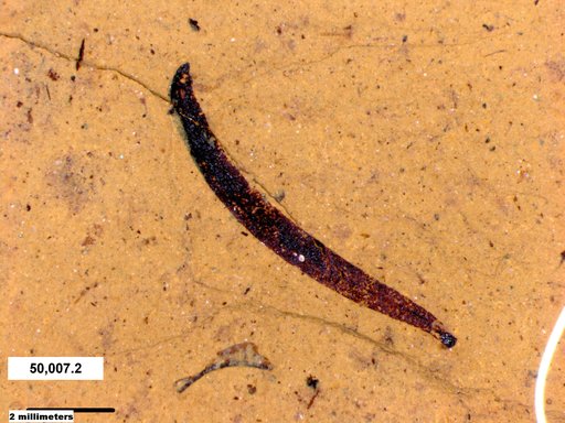 Tracheophyta