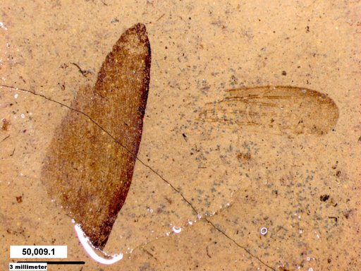 Insecta
