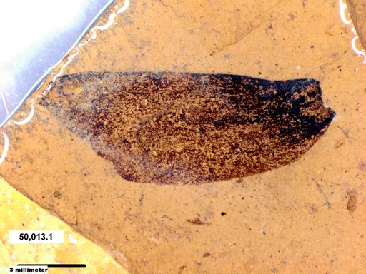 Tracheophyta