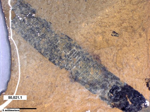 Tracheophyta