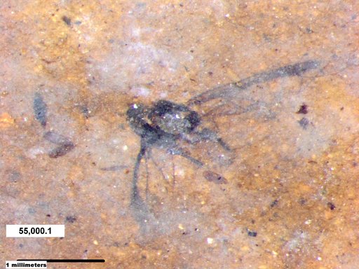 Aphididae