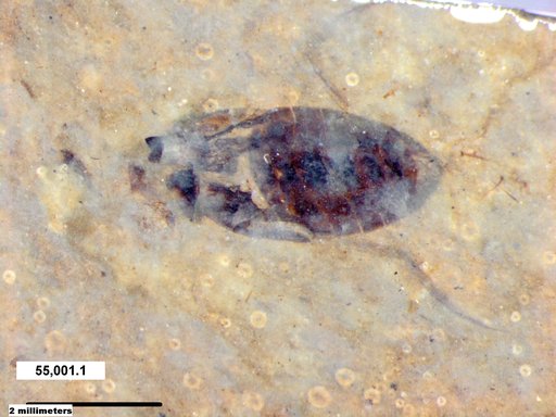 Corixidae