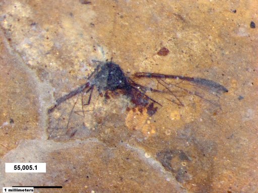 Aphididae