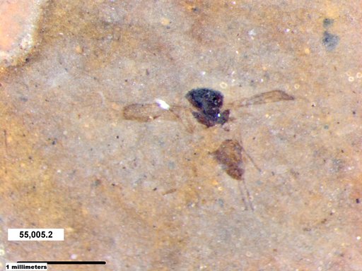 Diptera